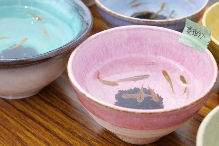 美濃焼の鉢にメダカが泳ぐ土岐メダカ祭りの展示風景