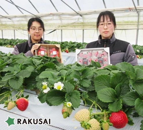 おいしさとビタミンCを追求した北広島農場の「おいCベリー」を、100セット限定販売！