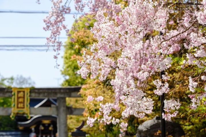 晴明神社境内の満開の枝垂れ桜