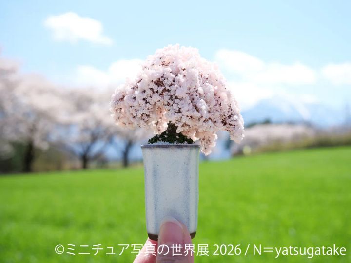 N=yatsugatakeによるミニチュア満開桜の鉢植え