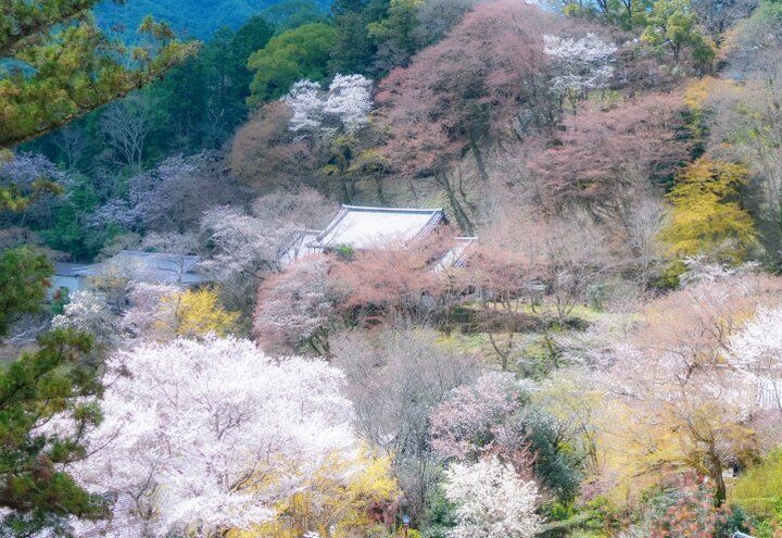 桜舞う境内に誘われて。花の御寺・長谷寺で出会う春の絶景さんぽ