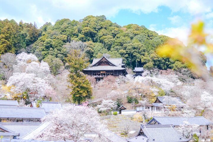 桜舞う境内に誘われて。花の御寺・長谷寺で出会う春の絶景さんぽ