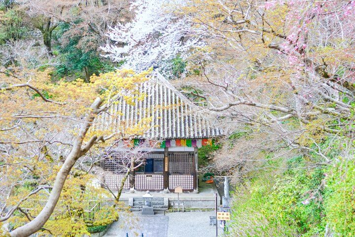 桜舞う境内に誘われて。花の御寺・長谷寺で出会う春の絶景さんぽ