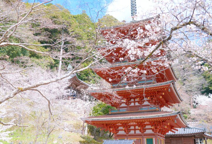 桜舞う境内に誘われて。花の御寺・長谷寺で出会う春の絶景さんぽ