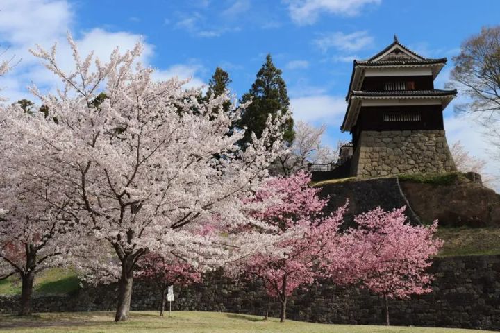 上田城西櫓と満開の桜