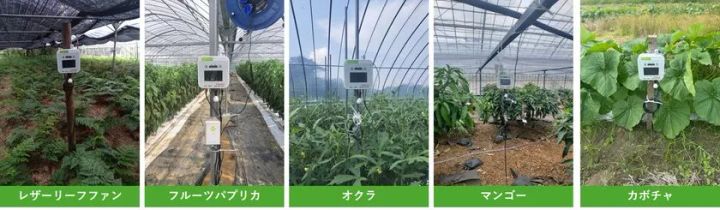 南種子町でのe-kakashiセンサー設置風景