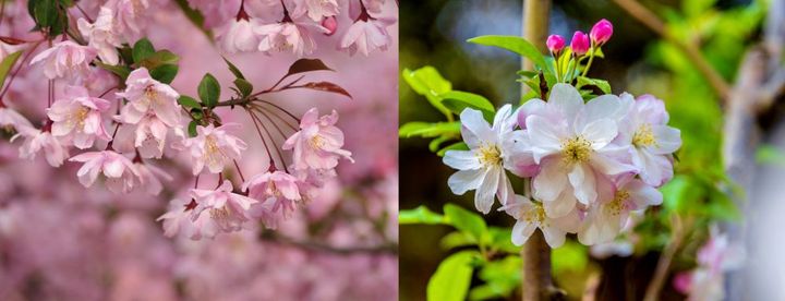 ハナカイドウとミカイドウ