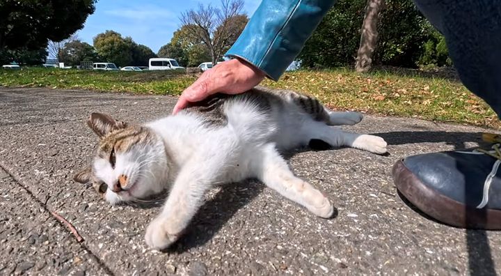 ナデナデを堪能する猫