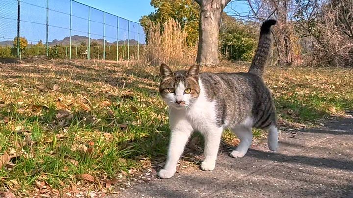 公園で出会った猫