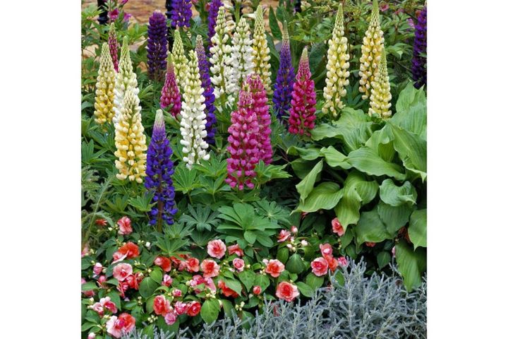 花壇作りは立体感が決め手！草花が育つ形3タイプ9選【ガーデニング】