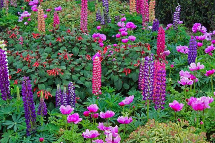 アネモネやフクシアの間から頭を出すルピナス