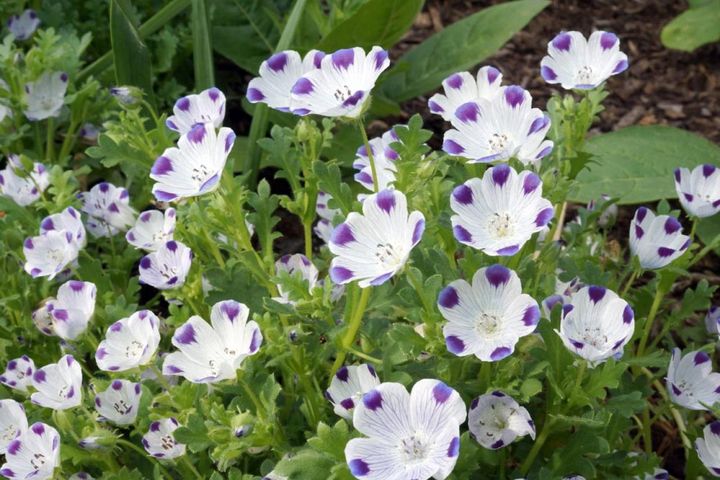 ネモフィラ・マクラータ