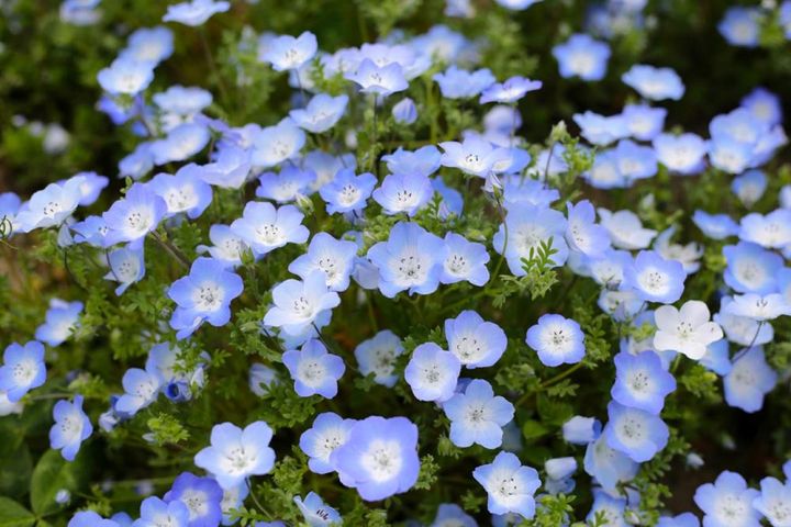 ネモフィラ・メンジェシー