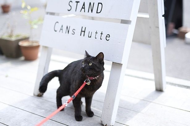 看板猫のネロ君に会いに来るファンも多い