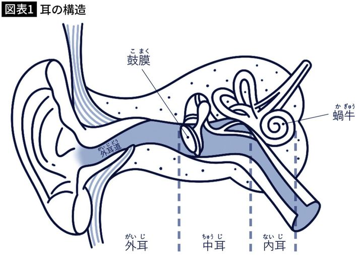 【図表1】耳の構造