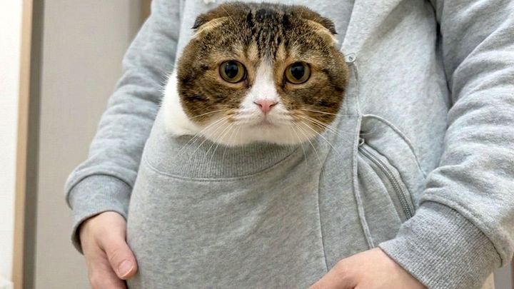 ポケットに入る猫