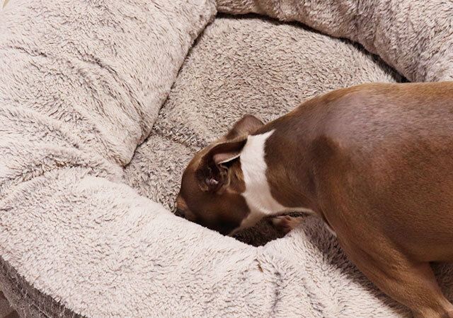 ダイソーのダニ敷くだけシートはニオイがない