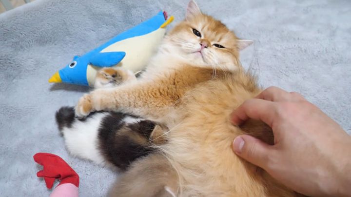 ミルクを飲む子猫達