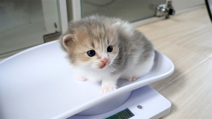 不安で鳴いちゃう子猫