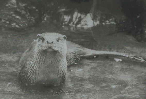 ニホンカワウソ（画像：愛媛県立とべ動物園提供）