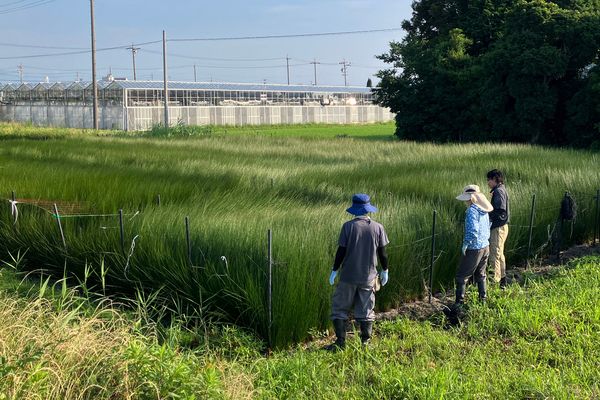 い草産業を未来につなぐ「YAiGUSA BASE」、静岡・焼津産のい草で作った寝ござを発売！