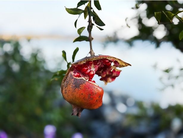 エミール・ガレの作品に登場するざくろも植えられている