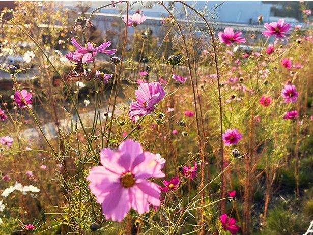 「望洋テラス」へと小道を登っていく。まるで丘のよう