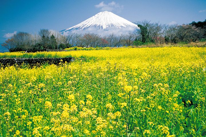 【春のフォトツーリング】桜の後は「花のリレー」を楽しもう！