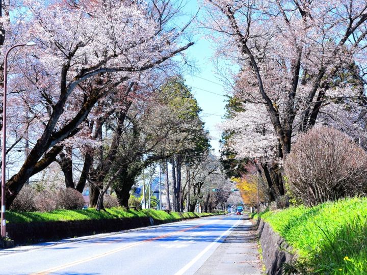 All About ニュース編集部が全国250人を対象に実施した「桜の名所に関するアンケート」の調査結果から、栃木で行ってみたい＆好きな桜の名所ランキングを発表！ 2位「日光街道桜並木」を抑えた1位は？