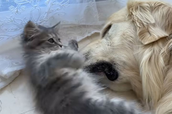 爆睡中のゴールデンレトリバー。遊びたい子猫は…？