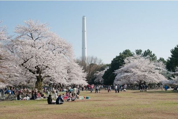 広大な敷地に咲き誇る桜は見事 / 都立光が丘公園の桜 画像提供：光が丘公園サービスセンター