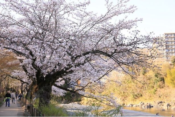 桜を見ながら川べりの道を散歩できる / 釜の淵公園の桜 画像提供：青梅市