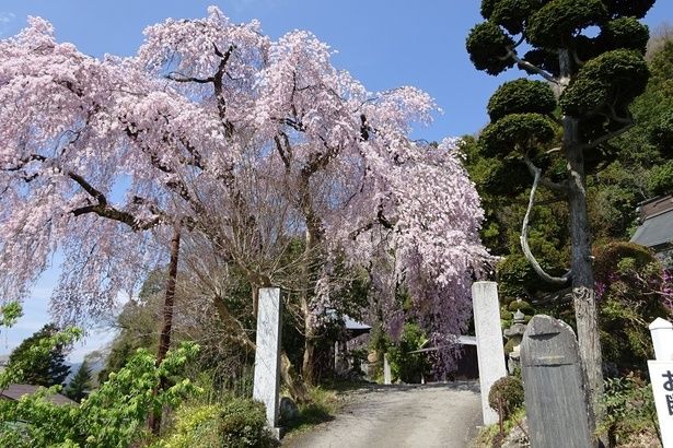 しだれ桜が参詣者をお出迎え / 梅岩寺の桜 画像提供：青梅市観光協会