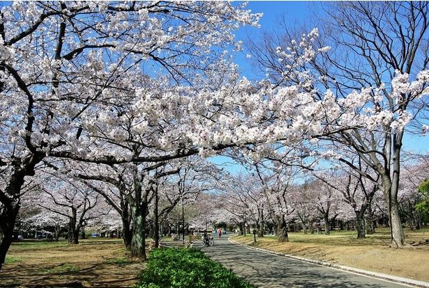 園内にはソメイヨシノ、大島桜、山桜などが植えられている / 代々木公園の桜 画像提供：代々木公園