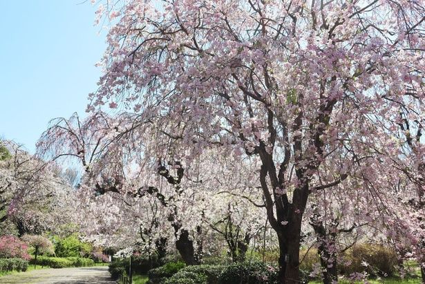 さくら園に広がる枝垂桜のトンネル/ 都立神代植物公園の桜 画像提供：東京都公園協会