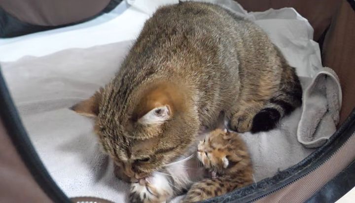 子猫達を毛づくろいする母猫