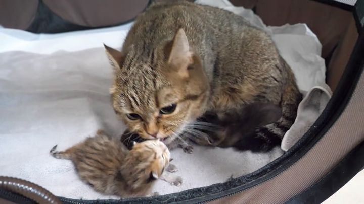 子猫達を毛づくろいする母猫