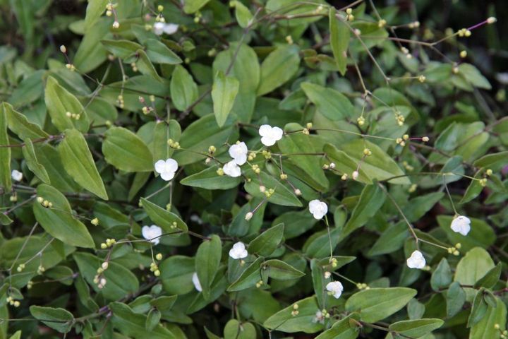 3月27日の花とは？【366日の誕生花と幸せの花言葉】