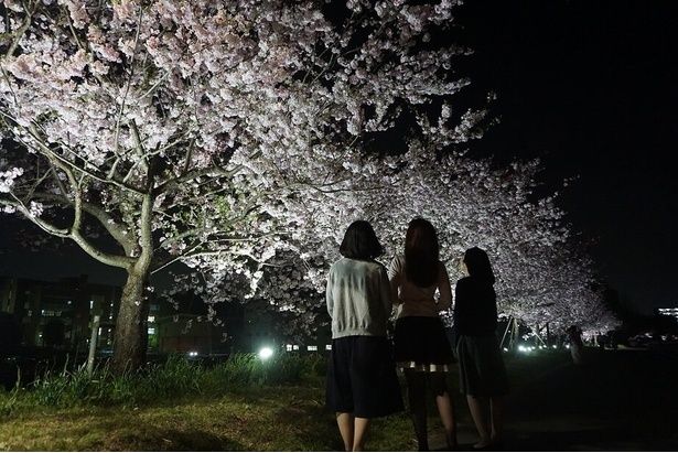 中世に栄えた小山氏の城跡である園内は、古くから桜の名所として知られる / 城山公園の桜(栃木県小山市) 画像提供：小山市役所 産業観光部商業観光課