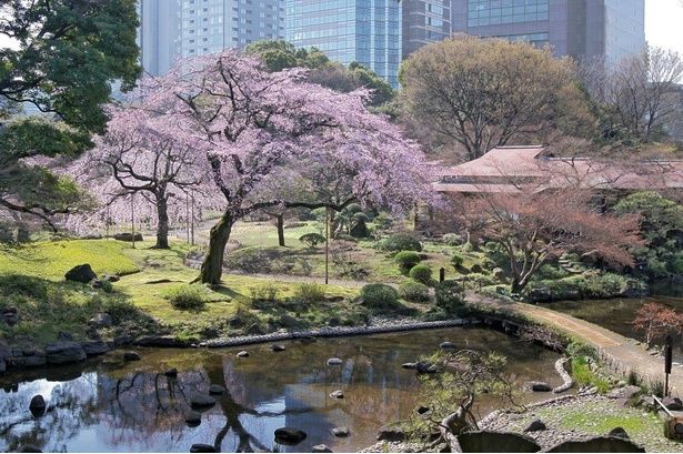 春の到来を感じさせる新緑と薄桃色のコントラストが美しい / 小石川後楽園の桜 画像提供：(公財)東京都公園協会