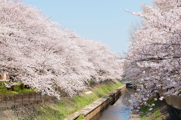 善福寺川が大きく蛇行する辺りに、川に沿って善福寺川緑地と和田掘公園が広がる / 善福寺川緑地・和田堀公園の桜 画像提供：東京都公園協会