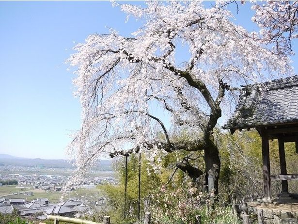 高台から望むパノラマと天然記念物のしだれ桜 / 地蔵禅院の桜 画像提供：井手町産業環境課