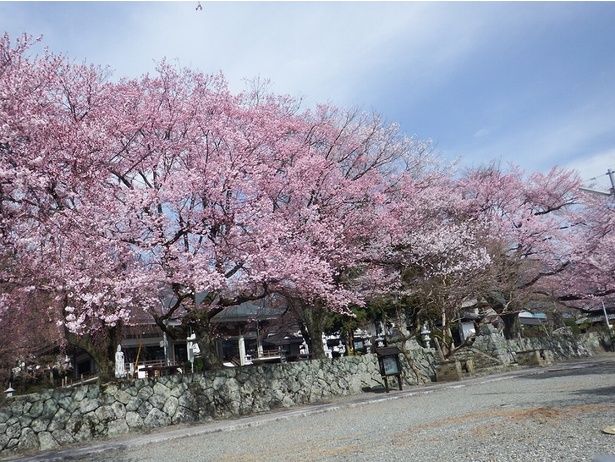 あたり一面を見事に染め上げるしだれ桜 / 妙了寺の桜 画像提供：南アルプス市観光推進課