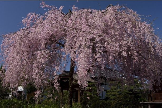 『紫の桜』は一見の価値がある / 法金剛院の桜 画像提供：法金剛院