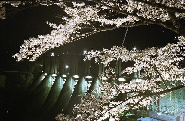 満開の桜が約1000本並ぶ景色は圧巻 / 秋葉ダム千本桜 画像提供：浜松市