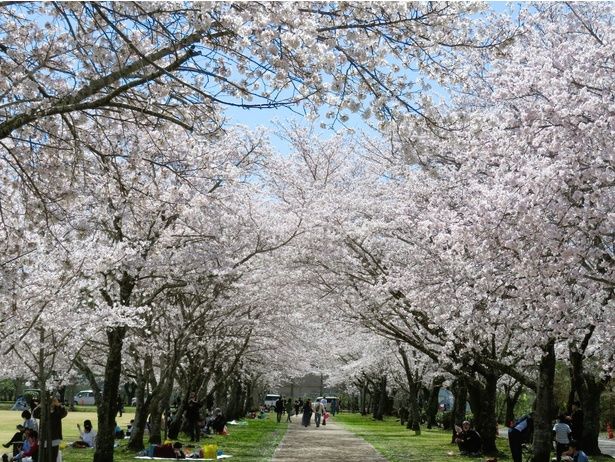 千本桜として有名で「日本さくら名所100選」にも選定されている / 忠元公園の桜 画像提供：伊佐市役所