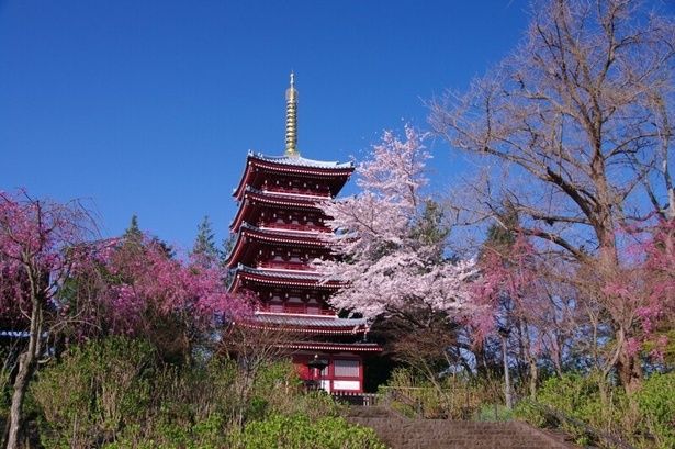 五重塔と桜を同時に見られる春に訪れるのがおすすめ / 本土寺の桜 画像提供：本土寺