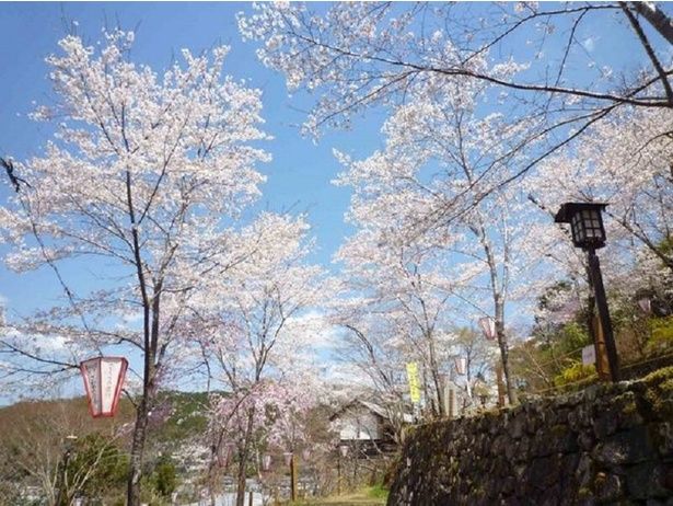 さまざまな品種の桜が咲き誇る / 牧野公園の桜 画像提供：牧野公園