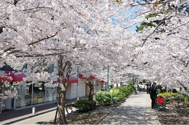 大劇場までの道のりが桜で彩られる / 花のみち(宝塚)の桜 画像提供：宝塚市