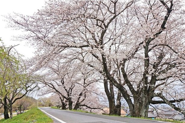 400本以上の桜が訪れる客を楽しませる / 木曽川堤の桜 画像提供：一宮市観光協会